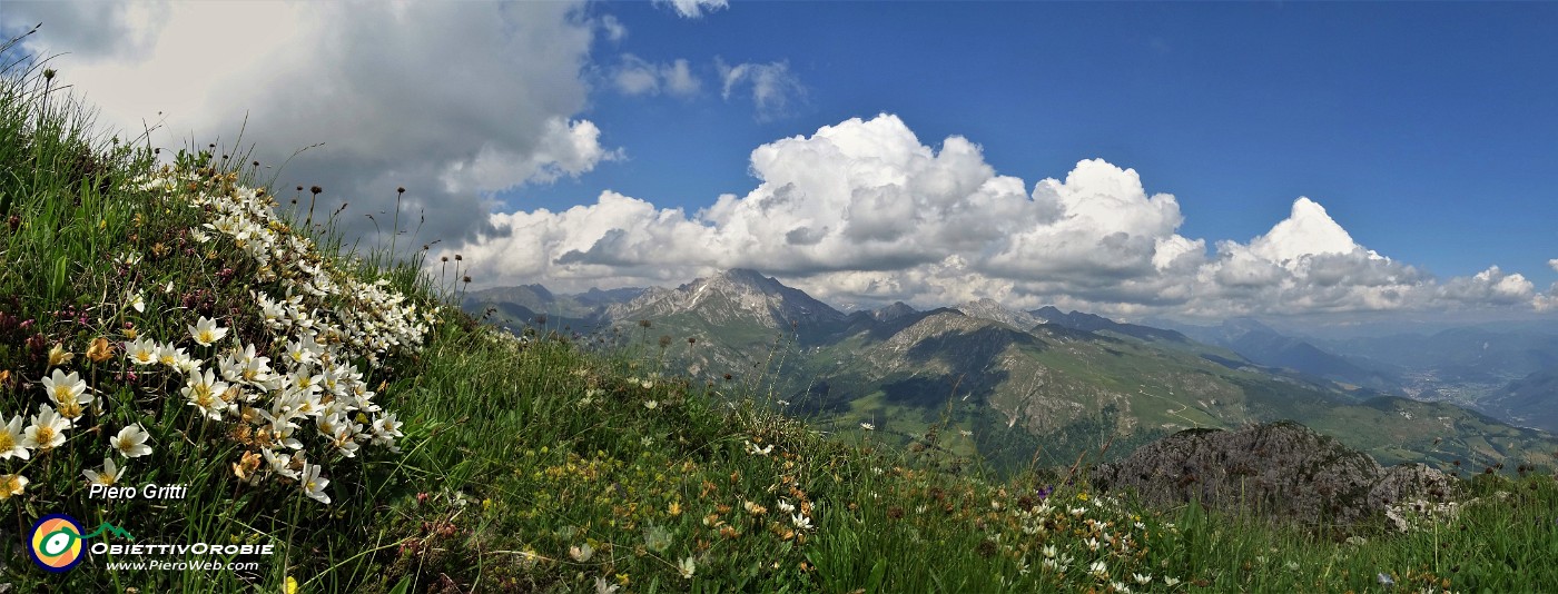 75 Camedrio alpino (Dryas octopetala) con bella vista sul Pizzo Arera.jpg